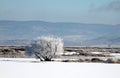 Winter Frozen Meadow and Trees Mountain Background