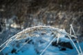 Winter frozen plant Royalty Free Stock Photo