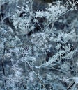 Winter. Frozen plant in the snow. Royalty Free Stock Photo