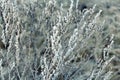 Winter. Frozen plant in the snow. Royalty Free Stock Photo