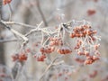 In winter, frozen red mountain ash berries under the first snow.Snow caps on rowan berries. Trees in the snow Royalty Free Stock Photo