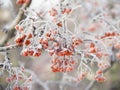 In winter, frozen red mountain ash berries under the first snow.Snow caps on rowan berries. Trees in the snow Royalty Free Stock Photo