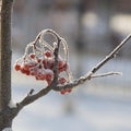 In winter, frozen red mountain ash berries under the first snow.Snow caps on rowan berries. Trees in the snow Royalty Free Stock Photo