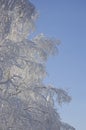 Winter frozen tree