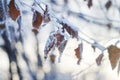 Winter frozen tree branches Royalty Free Stock Photo