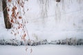 Winter frozen tree branches Royalty Free Stock Photo