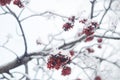 Winter frozen tree branches Royalty Free Stock Photo