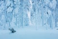 Winter frozen trees in forest - a lot of snow after blizzard Royalty Free Stock Photo