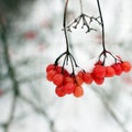 Winter Frozen Viburnum Under Snow. Beautiful winter Royalty Free Stock Photo