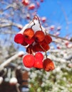 Winter Frozen Viburnum Under Snow. Royalty Free Stock Photo