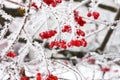 Winter Frozen Viburnum Under Snow. Viburnum In The Snow. First snow. Autumn and snow. Beautiful winter. Winter wind. Icicles. Royalty Free Stock Photo