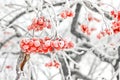 Winter Frozen Viburnum Under Snow. Viburnum In The Snow. First snow. Beautiful winter Royalty Free Stock Photo