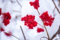 Winter Frozen Viburnum Under Snow, First snow. Beautiful winter Royalty Free Stock Photo