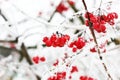 Winter Frozen Viburnum Under Snow. Viburnum In The Snow. Royalty Free Stock Photo