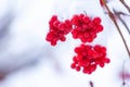 Winter Frozen Viburnum Under Snow, First snow. Beautiful winter Royalty Free Stock Photo