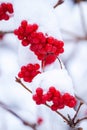 Winter Frozen Viburnum Under Snow, First snow. Beautiful winter Royalty Free Stock Photo