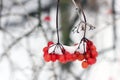 Winter Frozen Viburnum Under Snow. First snow. Beautiful winter Royalty Free Stock Photo