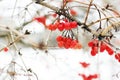 Winter Frozen Viburnum Under Snow. First snow. Beautiful winter Royalty Free Stock Photo