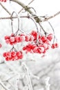 Winter Frozen Viburnum Under Snow. First snow Royalty Free Stock Photo