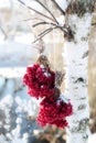 Winter Frozen Viburnum Under Snow. Viburnum In The Snow. Autumn and snow. Beautiful winter. Winter wind. Icicles. Frost Royalty Free Stock Photo