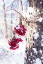 Winter Frozen Viburnum Under Snow. Viburnum In The Snow. Autumn and snow. Beautiful winter. Winter wind. Icicles. Frost Royalty Free Stock Photo