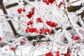 Winter Frozen Viburnum Under Snow. Viburnum In The Snow. First snow. Autumn and snow. Beautiful winter. Winter wind. Icicles. Royalty Free Stock Photo