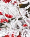 Winter Frozen Viburnum Under Snow. Viburnum In The Snow. First snow. Autumn and snow. Beautiful winter. Royalty Free Stock Photo