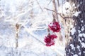 Winter Frozen Viburnum Under Snow. Viburnum In The Snow. Autumn and snow. Beautiful winter. Winter wind. Icicles. Frost Royalty Free Stock Photo