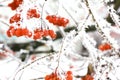 Winter Frozen Viburnum Under Snow. Viburnum In The Snow. First snow. Autumn and snow. Beautiful winter. Winter wind. Icicles. Royalty Free Stock Photo