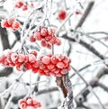 Winter Frozen Viburnum Under Snow. Viburnum In The Snow. First snow. Beautiful winter Royalty Free Stock Photo