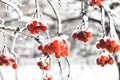 Winter Frozen Viburnum Under Snow. Viburnum In The Snow. First snow. Beautiful winter Royalty Free Stock Photo
