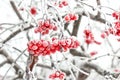 Winter Frozen Viburnum Under Snow. Viburnum In The Snow. First snow. Beautiful winter Royalty Free Stock Photo