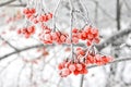 Winter Frozen Viburnum Under Snow. Viburnum In The Snow. First snow. Beautiful winter Royalty Free Stock Photo