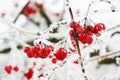 Winter Frozen Viburnum Under Snow. Royalty Free Stock Photo