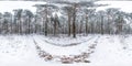 Winter full spherical hdri panorama 360 degrees angle view on dirt road in a snowy pinery forest with gray pale sky in