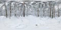 Winter full spherical hdri panorama 360 degrees angle view on path in snowy pinery forest in equirectangular projection. VR AR