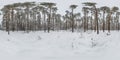 winter full spherical hdri 360 panorama view on path in snowy pinery forest in equirectangular projection. VR AR content