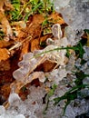 Winter fun photos frozen ice grass green and brown leaves Royalty Free Stock Photo