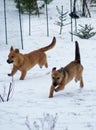 Winter;first snow of the dog Royalty Free Stock Photo