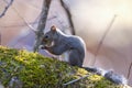 Winter fur Japanese squirrel on the branch of tree.