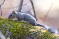 Winter fur Japanese squirrel on the branch of tree.