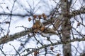Winter fur Japanese squirrel eating larch pinecones.