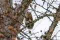 Winter fur Japanese squirrel eating larch pinecones.