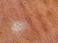 Winter fur skins of horse. Pony hair detail Royalty Free Stock Photo