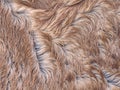 Winter fur skins of horse. Pony hair detail Royalty Free Stock Photo