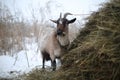 Winter furry goat eating hay at the stack