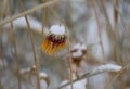 Winter Gaillardia ice crown topper