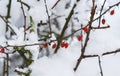 In the winter garden, a barberry branch with frozen red berries on a cold day. Red berries on a bush branch under the snow. Nature Royalty Free Stock Photo