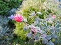 Winter in the garden. The first frost and frozen pink rose. Royalty Free Stock Photo