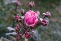 Winter in the garden. The first frosts and frozen rose flowers.